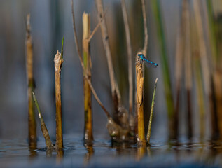 A horseshoe azure maiden dragonfly closeup at summer in thuringia