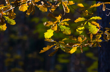 yellow autumn leaves on trees