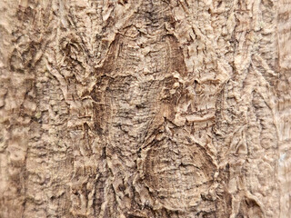 Bark. Houseplant bark. Vintage background of brown bark