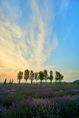 満開のラベンダー畑とポプラ並木　佐倉ラベンダーランド