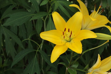 Do you remember the yellow lily, she was a girl,
 curly white hair,
 She wanted to ride a tricycle,
 And Lydia grew up,
 The old one has become outside, she doesn’t even go out,
 Others change clothes