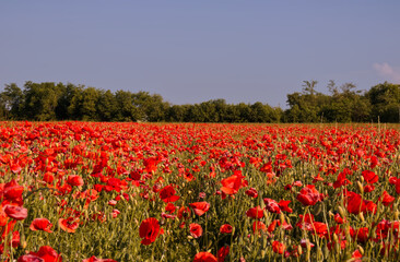 A field of poppies on the outskirts of Milan.