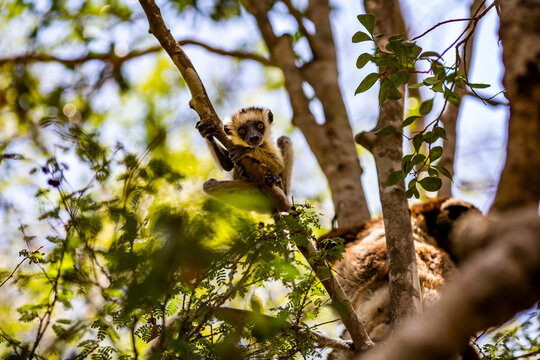 Cute lemur sitting on tree branch in forest