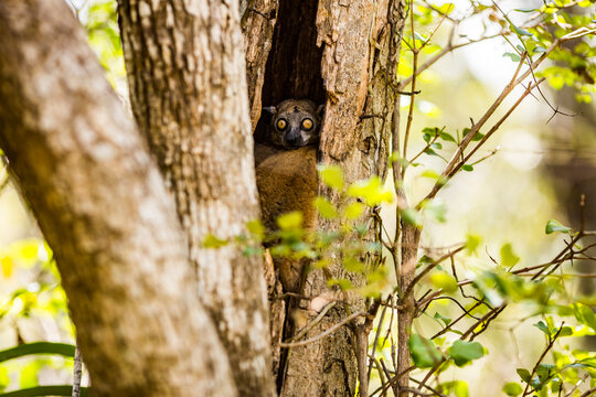 Cute lemur hiding in opening of tree in daylight