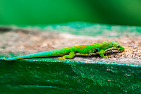 Green monitor lizard lying on green rock