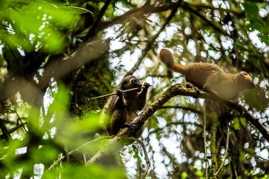 Monkey and lemur sitting on green tree branch