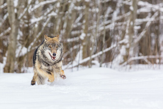 European wolf Canis Lupus in natural habitat. Wild life. Timber wolf in snowy winter forest.