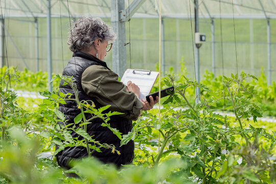 Senior female farmer taking notes during inspection work in greenhouse