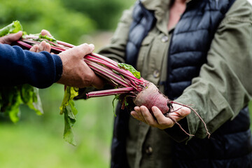 Anonymous couple working together in garden