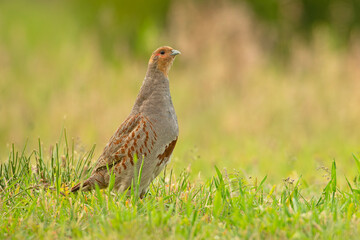 Kuropatwa (Perdix perdix)