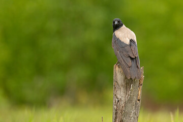 Wrona siwa (Corvus corone) - obrazy, fototapety, plakaty
