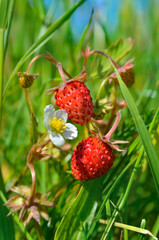 Ripe wild strawberry grows among green grass in summer