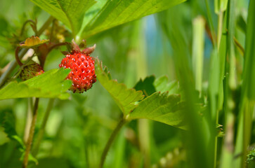 Ripe wild strawberry grows among green grass in summer