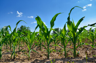 Young stalks of corn in a field against a blue sky