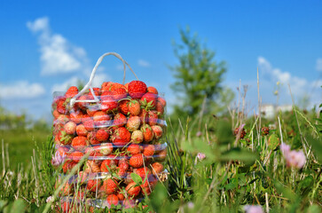 Harvest of wild strawberries in a field among the grass