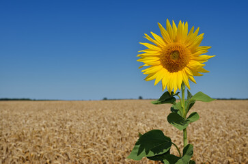 Sunflower blooms in a wheat field against a blue sky