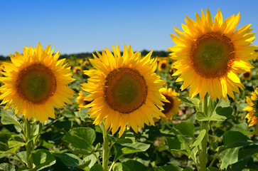 Yellow sunflowers grow in the field. Agricultural crops.