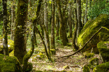 Floresta di Monte Pisano, Sardenha.