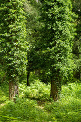 Obraz premium Floresta di Monte Pisano, Sardenha.