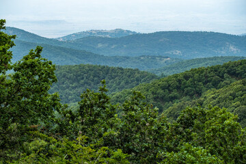 Floresta di Monte Pisano, Sardenha.