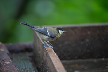 Great Tit