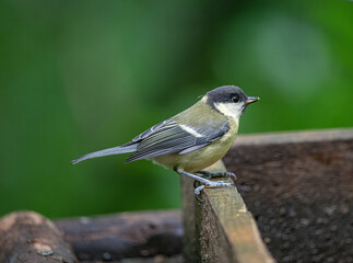 Great Tit