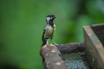 Naklejka premium Great Tit