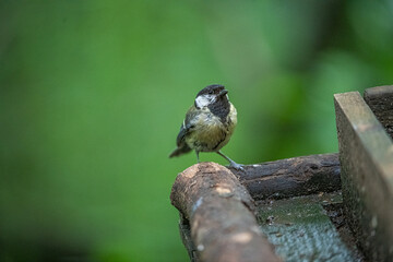 Great Tit
