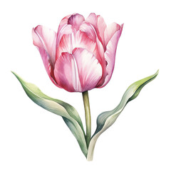 Colorful fresh red tulip with green leaves - spring botanical art. Hand drawn watercolor painting illustration. Background- watercolor paper.