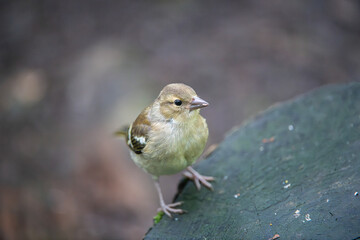 Chaffinch