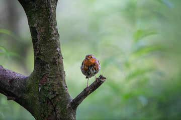 Robin
