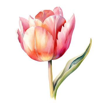 Colorful fresh red tulip with green leaves - spring botanical art. Hand drawn watercolor painting illustration. Background- watercolor paper.