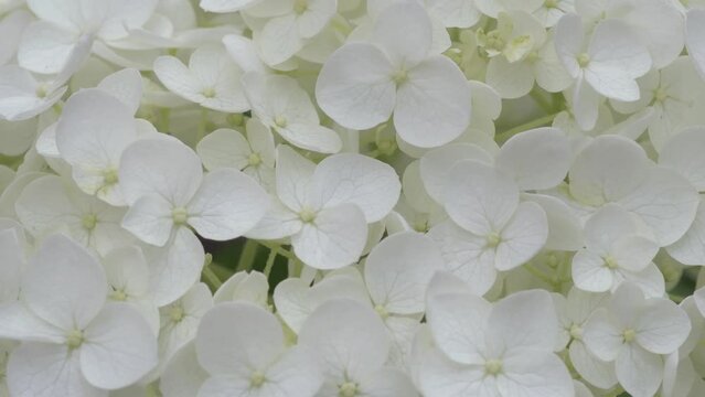 white hydrangea blossom background. macro footage