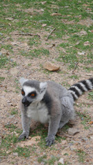 Lemur Grey white