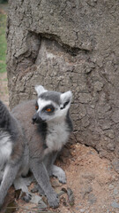 Lemur Grey white