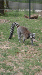 Lemur Grey white