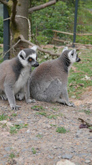 Lemur Grey white