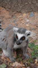 Lemur Grey white