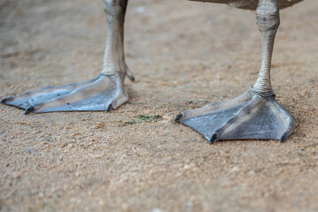 Close up leg of mute swan (Cygnus olor)  chick