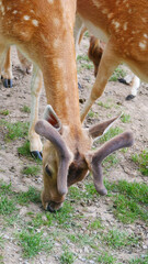 Deer in a green field