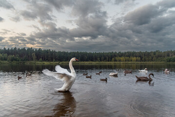 Mute swan (Cygnus olor) with open wings on the forest lake
