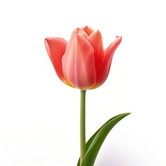 Tulip Flower Isolated. Illustration AI Generative.