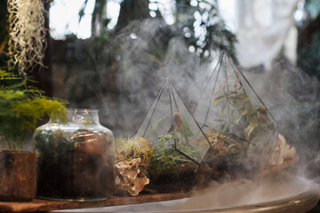 Background image of nature decor composition with plants and moss in glass cases