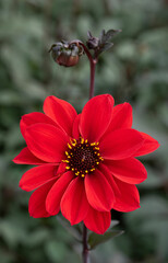 Vivid red Dahlia Flower with Bud in the Background