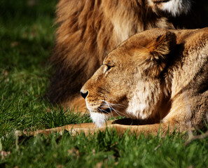 a single Female African Lion (Panthera leo leo) resting in the Spring sunshine with green grass in the background