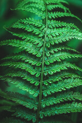 Emerald green fern leaf in dark forest