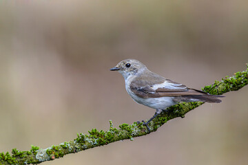 Trauerschnäpper Ficedula hypoleuca