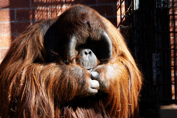 close up of a male Bornean Orangutan (Pongo pygmaeus) in winter sunshine