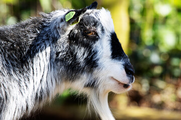 close up of the head of a black and white Pygmy Goat (Capra hircus) 