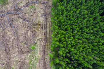 Green forest and area with freshly cut trees. Top down view. Aerial view. Forestry industry. Making...